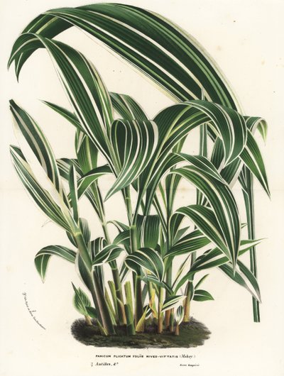 Palmgras, Setaria palmifolia (Panicum plicatum foliis level-vittatis). Handgekleurde lithografie uit Louis van Houtte en Charles Lemaire