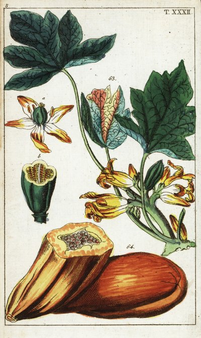 Papajavrucht, doorsnede, bloemen en bladeren, Carica papaya door Unbekannter Künstler