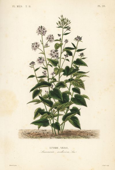 Vaste judaspenning, Lunaria rediviva, Lunaire vivace door Unbekannt
