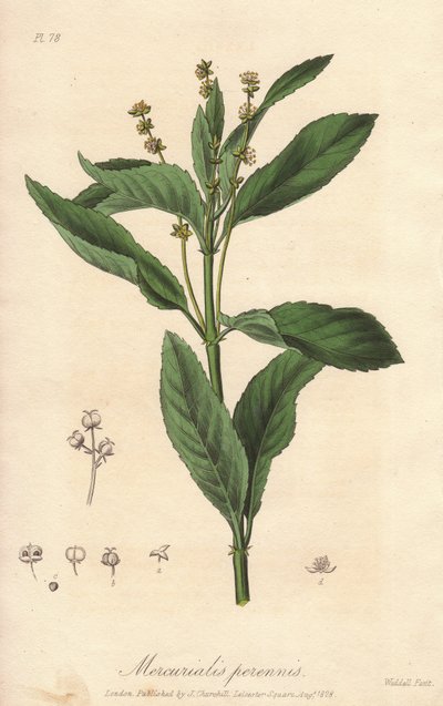Vaste mercuriale of vaste of hondenkool (Mercurialis perennis) - Sterk water door William Clarke ter illustratie van 