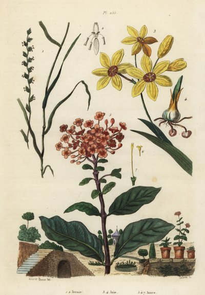 Vaste rogge, Lolium perenne 1,2, gevlekte Afrikaanse korenlelie, Ixia maculata var door Unbekannt