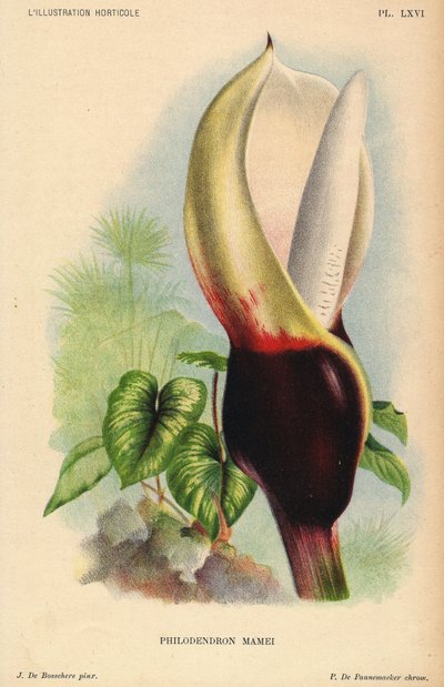 Philodendron mamei met witte en bloedrode bloeiwijze. Tropische exotische plant - L