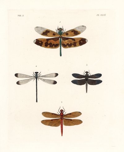 Afbeelding van libellen, Rhyothemis variegata 1, fulvous boslibel, Neurothemis fulvia 2, pied paddy libel, Neurothemis tullia 3, en schaduwjuffer, Palaemnema paulina 4. Handgekleurde lithografie uit John O. Westwood