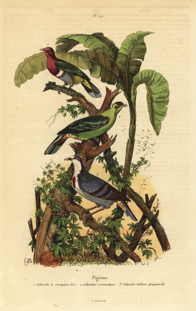 Roze kopvruchtduif, Ptilinopus porphyreus, Buru groene duif, Treron aromaticus, en Luzon bloedend hart, Gallicolumba luzonica door Unbekannt