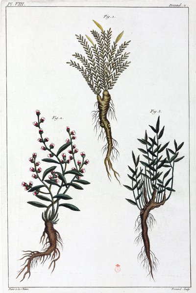 Medicinale planten, China door Unbekannt