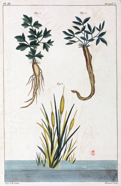 Medicinale planten, China door Unbekannt