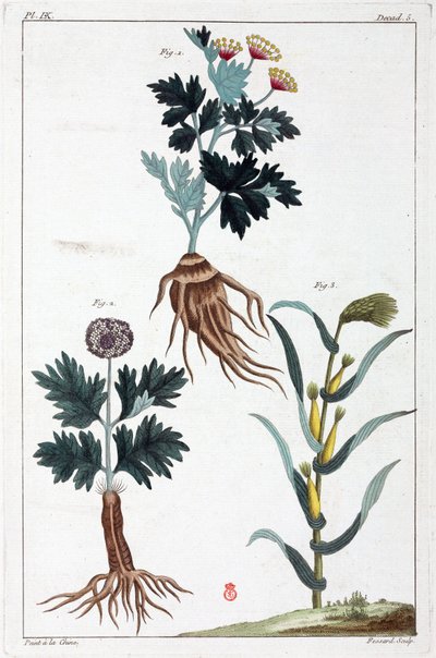 Medicinale planten, China door Unbekannt