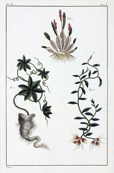 Medicinale planten, China door Unbekannt
