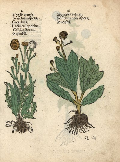 Stekelige melkdistel, Sonchus asper, en gladde melkdistel, Sonchus oleraceus. Handgekleurde houtblokgravure van een botanische illustratie uit Adam Lonicer