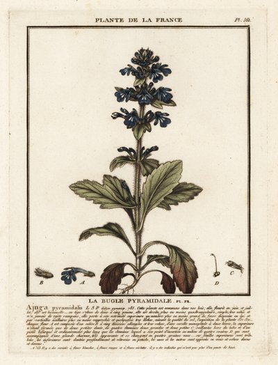 Piramidebugel, Ajuga pyramidalis door Unbekannter Künstler