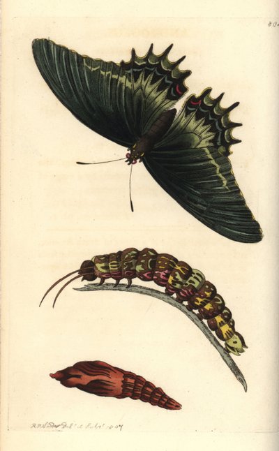 Koninginnenpage of androgeus vlinder, Papilio androgeus, met rups en pop. Illustratie getekend en gegraveerd door Richard Polydore Nodder. Handgekleurde kopergravure uit George Shaw en Frederick Nodder
