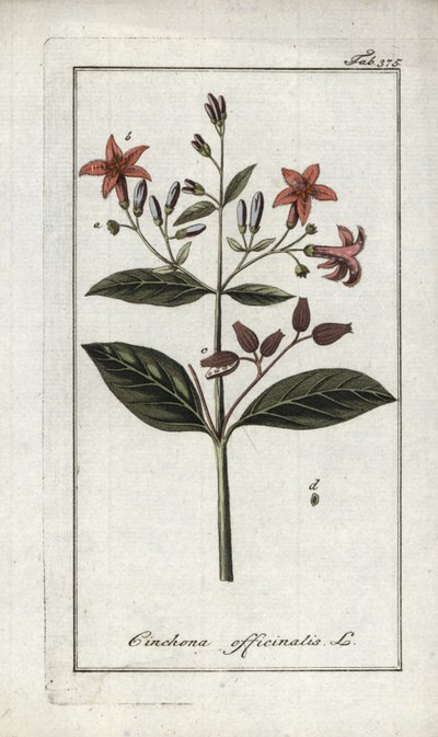 Quinquina (Cinchona officinalis). Lithografie uit Afbeelding der Artseny-Gewassen door Johannes Zorn, Nederland door Unbekannter Künstler