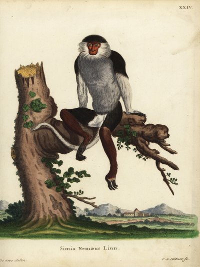 Roodbenige douc, Pygathrix nemaeus. Bedreigd. Simia nemaeus Linn. Handgekleurde kopergravure door Johann Sebastian Leitner naar een illustratie van Jacques de Seve uit Johann Christian Daniel Schreber