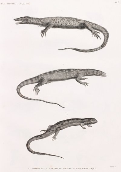 Reptielen: Tupinambis Nijl door Unbekannt