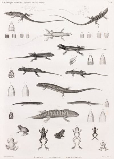 Reptielen: serie illustraties van hagedissen, skinken en kikkers door Unbekannt