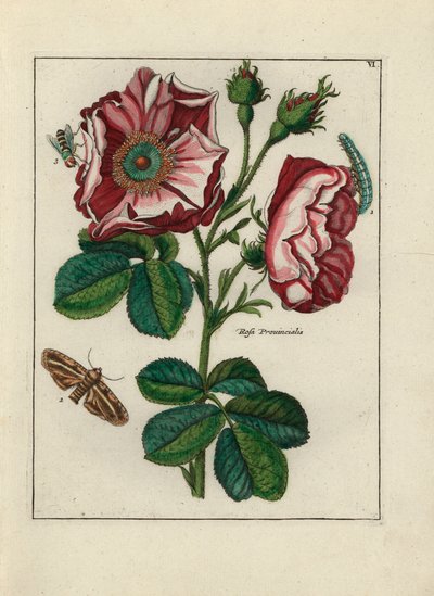 Roos, variëteit Rosa provincialis, met insecten door Unbekannter Künstler