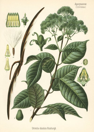 Rubberboom, Urceola elastica. Chromolithografie naar een botanische illustratie uit Hermann Adolph Koehler