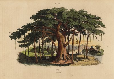 Heilige vijgenboom of peepalboom, Ficus religiosa door Unbekannt