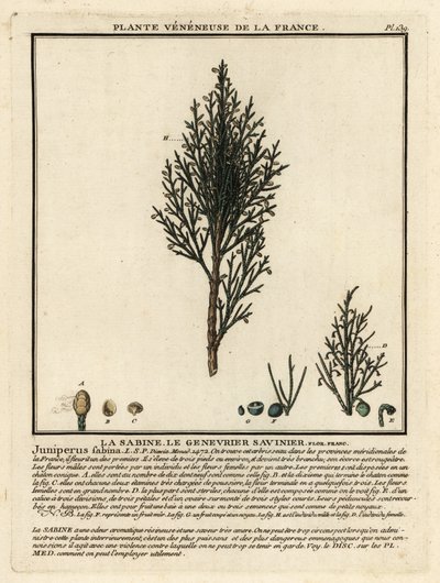 Jeneverbes of savin, Juniperus sabina door Unbekannter Künstler