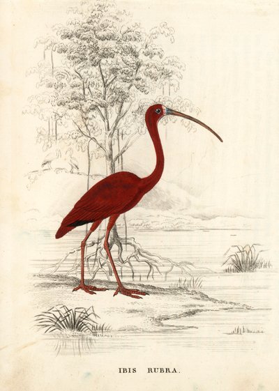 Rode ibis, Eudocimus ruber (Ibis rubra). Handgekleurde staalgravure uit Georg Friedrich Treitschke