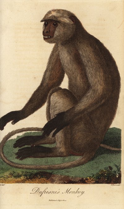 Semnopitheque entelle - Grijze langoer of Hanuman langoer, Semnopithecus entellus (Dufresne