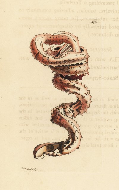 Gespleten wormschelp, Tenagodus anguinus (Muricated serpula, Serpula muricata) door Unbekannter Künstler