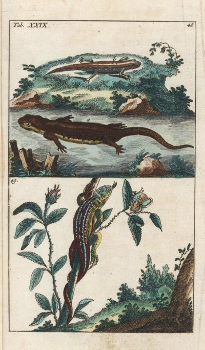 Gladde of Gewone Triton en Zandhagedis - Sterk Water door Gottlieb Tobias Wilhelm (1758-1811), uit Encyclopedie of Natural History: Amphibians door Unbekannter Künstler