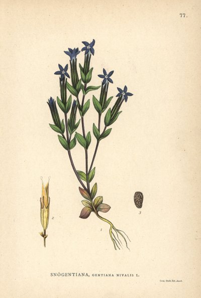 Sneeuwgentiaan, Gentiana nivalis door Unbekannter Künstler