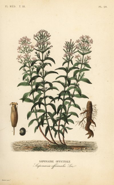 Zeepkruid of zeepkruid, Saponaria officinalis door Unbekannt