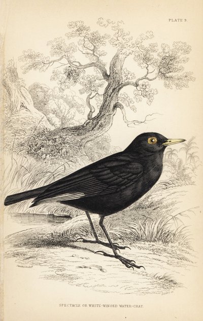 Bril-tyrant. Handgekleurde staalgravure door William Lizars naar een illustratie van William Swainson uit Sir William Jardine