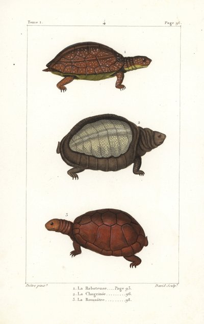 Gevlekte pootschildpad, Rhinoclemmys punctularia 1, Indiase flapshell schildpad, Lyssemys punctata 2, en Noord-Afrikaanse helm schildpad, Pelomedusa subrufa olivacea. Handgekleurde kopergravure door David naar een illustratie door Jean-Gabriel Pretre uit B door Unbekannter Künstler
