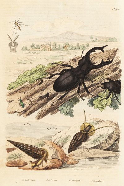 Vliegend hert, Lucanus cervus, Cerithium sulcatum en Rhinoclavis aspera weekdieren, Cerocoma elateroides en Keroplatus tipuloides wesp door Unbekannt