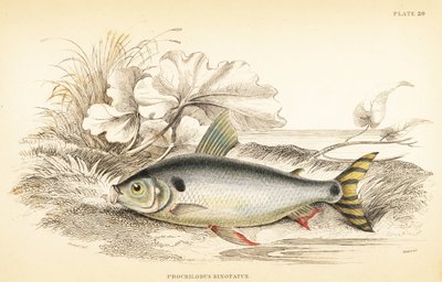 Steindachnerina binotata (Dubbelgemarkeerde zalmkarper, Prochilodus binotatus) - Robert Schomburg