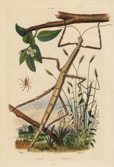 Wandelende takken of phasmiden, Carausius morosus en Clonopsis gallica, en zwervende krabspin, Philodromus aureolus door Unbekannt