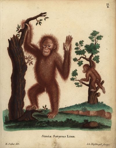 Sumatraanse orang-oetan, Pongo abelii. Ernstig bedreigd. Simia satyrus Linn. Handgekleurde kopergravure door Johann Nussbiegel naar een illustratie van R. Oakes uit Johann Christian Daniel Schreber