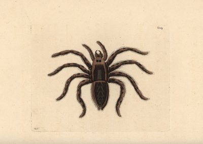 Tarantula wolfspin, Lycosa tarantula door Unbekannter Künstler