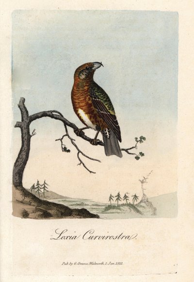 De snavel kruist dennenbomen. Gekleurde kopergravure door George Graves, in British Ornithology door Unbekannter Künstler