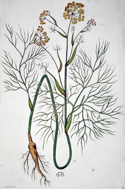 De venkel, ca. 1850 (gravure) door Unbekannter Künstler
