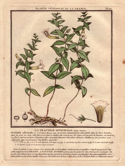 De gratiole officinale (Gratiola officinalis). Giftige plant, beschrijving van plant, stengel, bladeren, bloemen en wortels. Details van kelk, stamper en capsule. Eau forte en couleurs 18e eeuw, in Herbier de la France (1780-1793) door Unbekannter Künstler