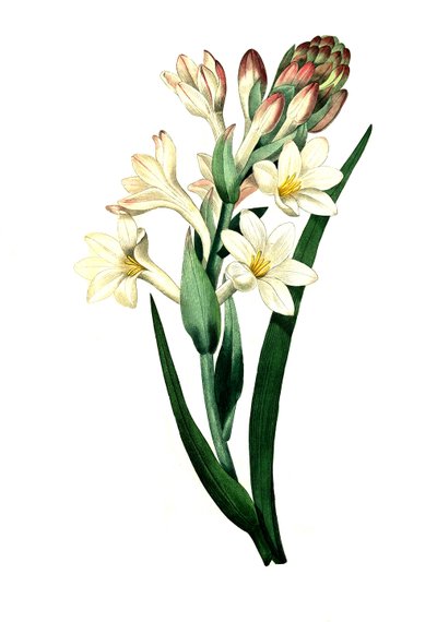 Tuberose, Agave amica (Agave polianthes), digitale reproductie van een origineel kunstwerk uit de 18e eeuw door Unbekannter Künstler