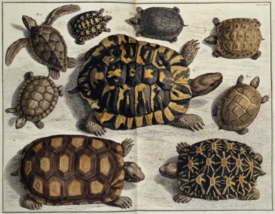 Schildpadden: uit Albert Seba