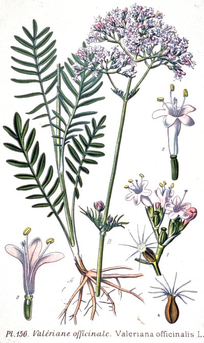 Valeriaan officinale door Unbekannter Künstler
