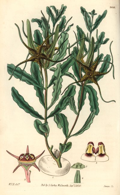 Variëteit door Brachystelma (Brachystelma crispum) door Unbekannter Künstler