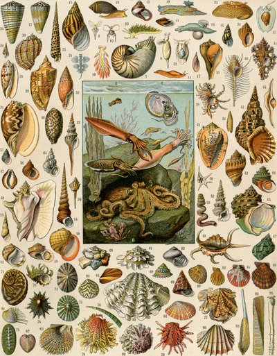 Variëteiten van weekdieren, met sint-jakobsschelpen, mosselen, slakken en inktvissen. 19e-eeuwse lithografie. door Unbekannter Künstler
