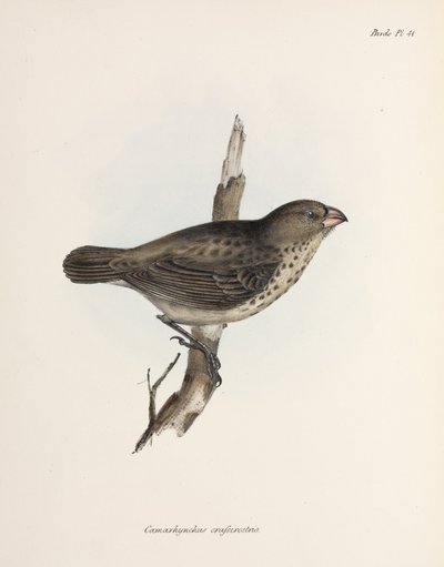 Vegetarische vink, Galapagos-eilanden, ca. 1832-1836 door Unbekannt