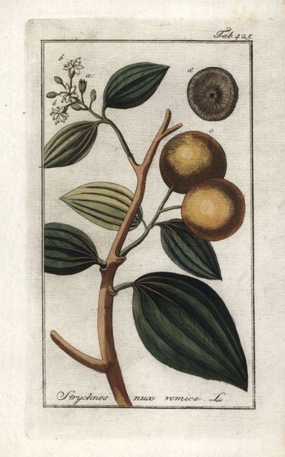 Vomiker (Strychnis nux-vomica). Lithografie uit 
