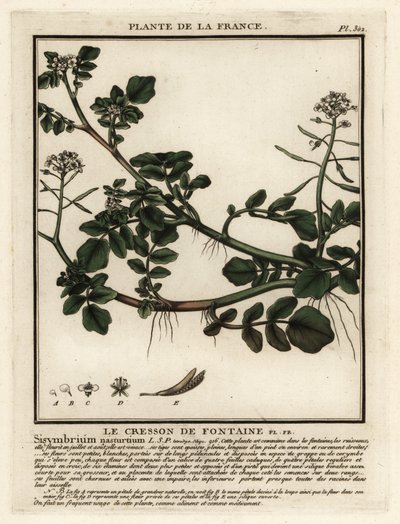 Waterkers, Nasturtium officinale door Unbekannter Künstler