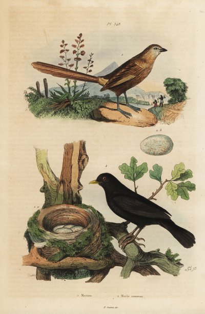 Westelijke graswinterkoning, Amytornis textilis, en merel met nest en eieren, Turdus merula door Unbekannt