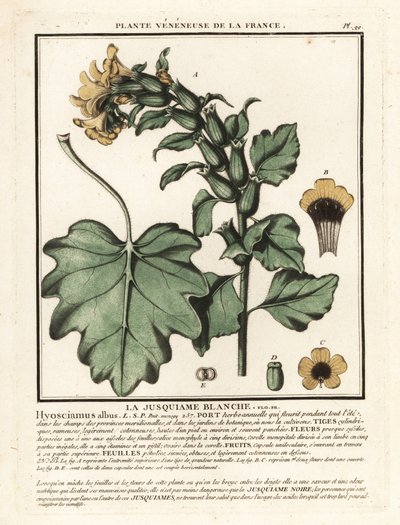 Witte bilzekruid, Hyoscyamus albus door Unbekannter Künstler