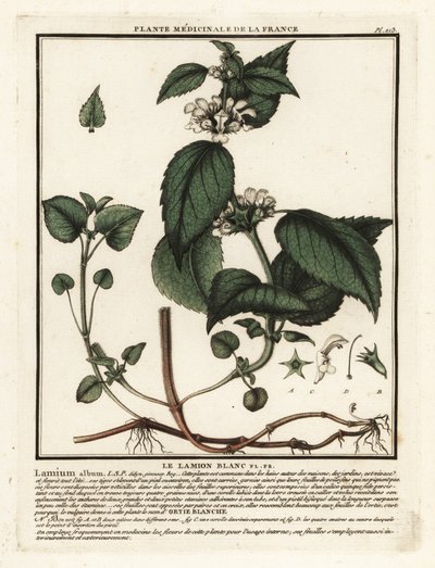 Witte dovenetel, Lamium album door Unbekannter Künstler